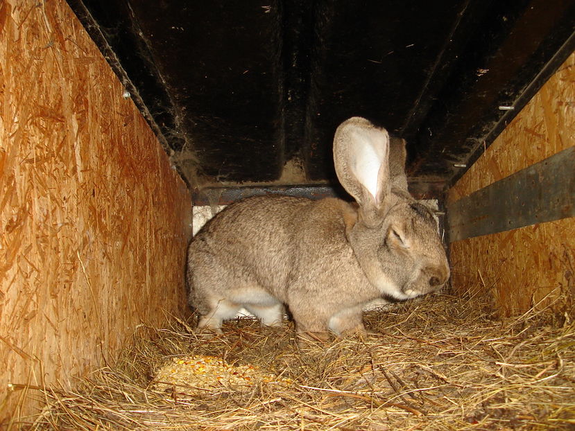  - Iepuri urias German Matca 2017