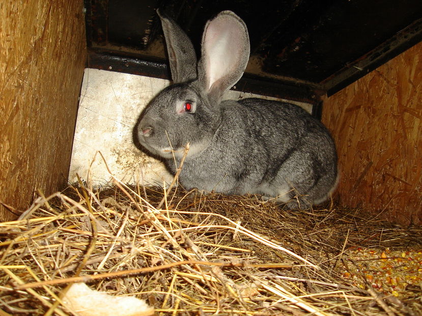  - Iepuri urias German Matca 2017