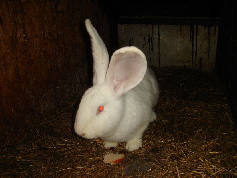  - Iepuri urias German Matca 2017