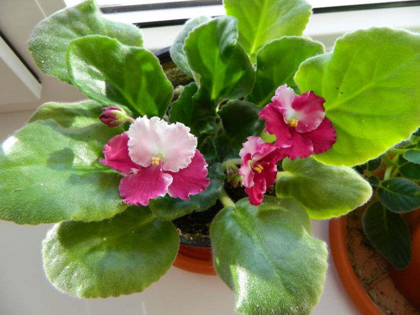 20-Optimara Millennia - Violete