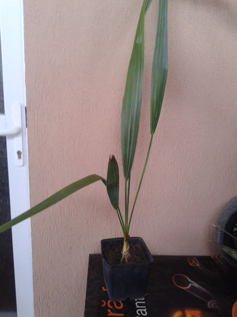 Rhapidophyllum histrix 4 ani-90lei