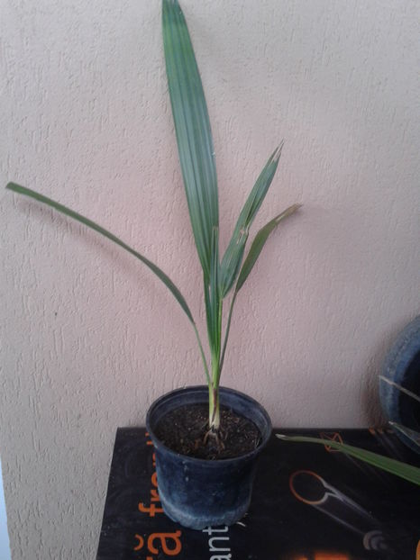 Rhapidophyllum  3ani-75lei