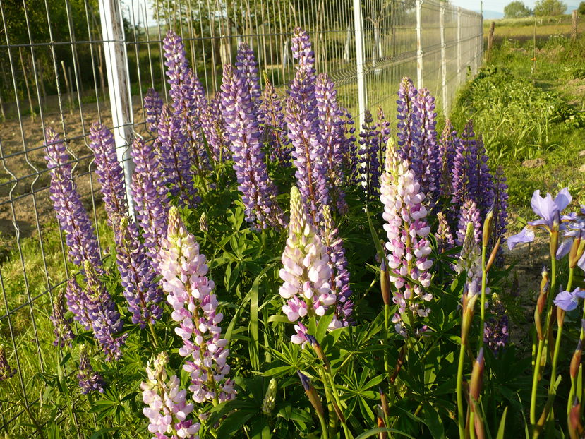 P1220843 - Lupin