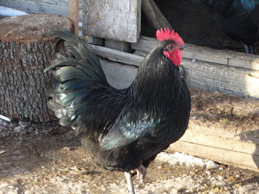  - Australorp