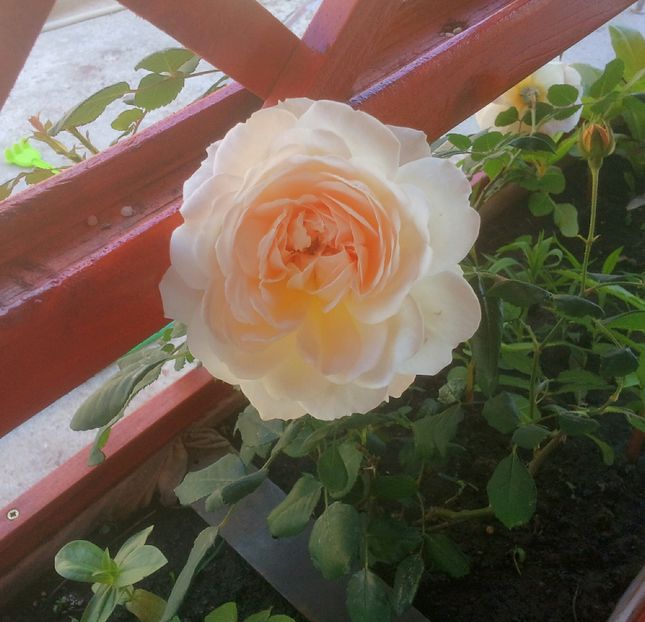 Crocus rose; An 2

