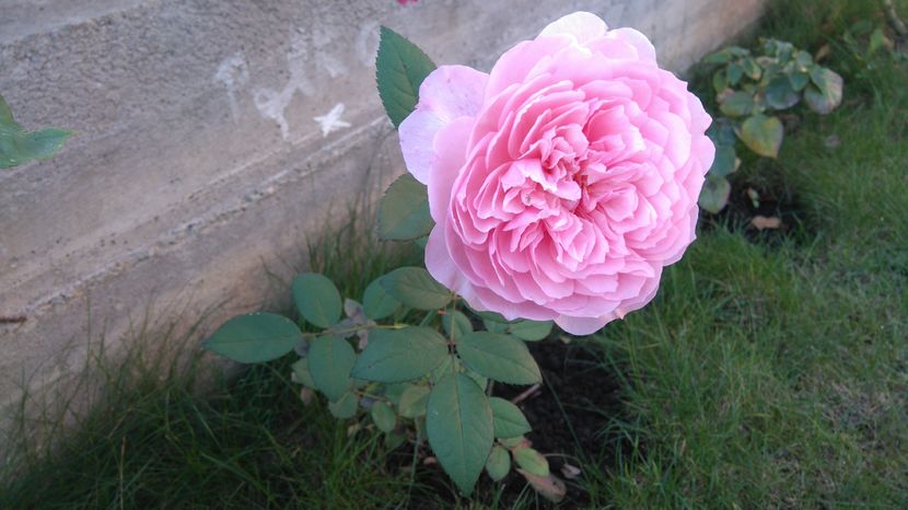  - Alnwick castle rose
