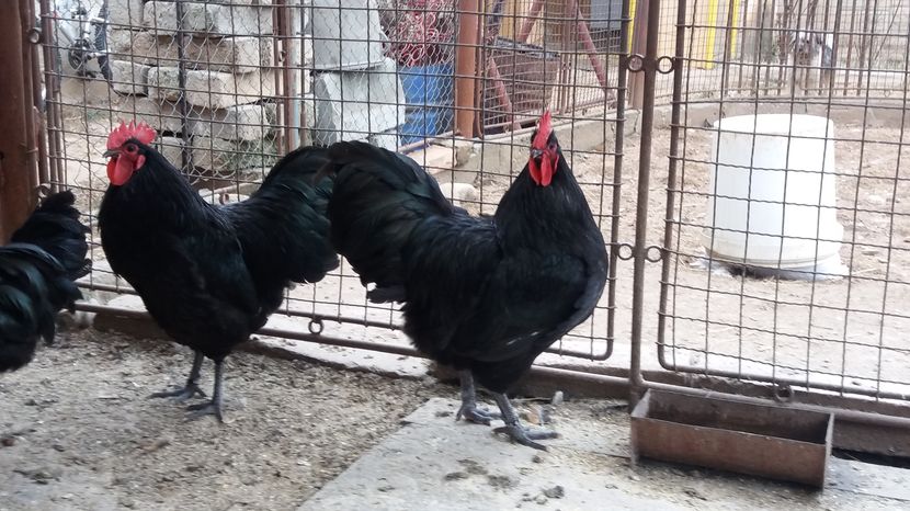  - Z AUSTRALORP 2017