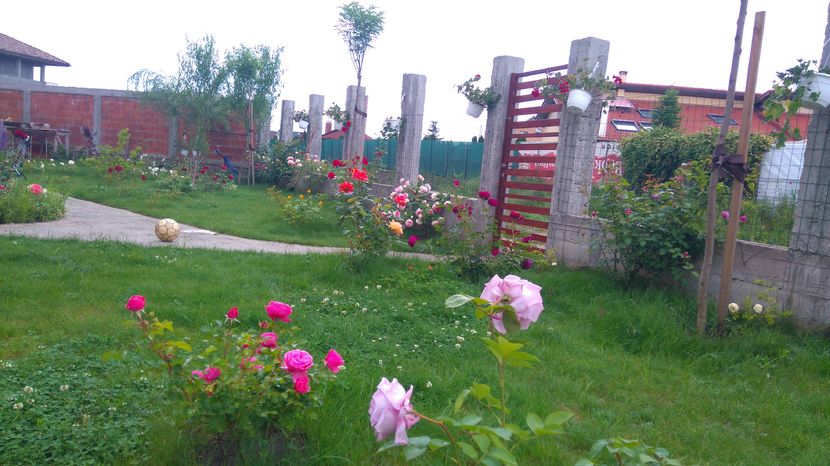 Sissi si  Leonardo da Vinci