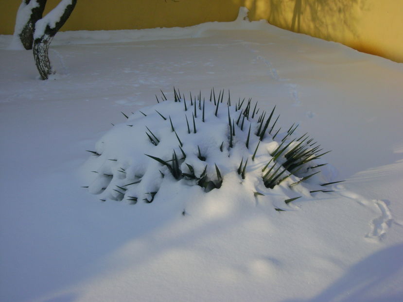 Gerul Bobotezei 2017