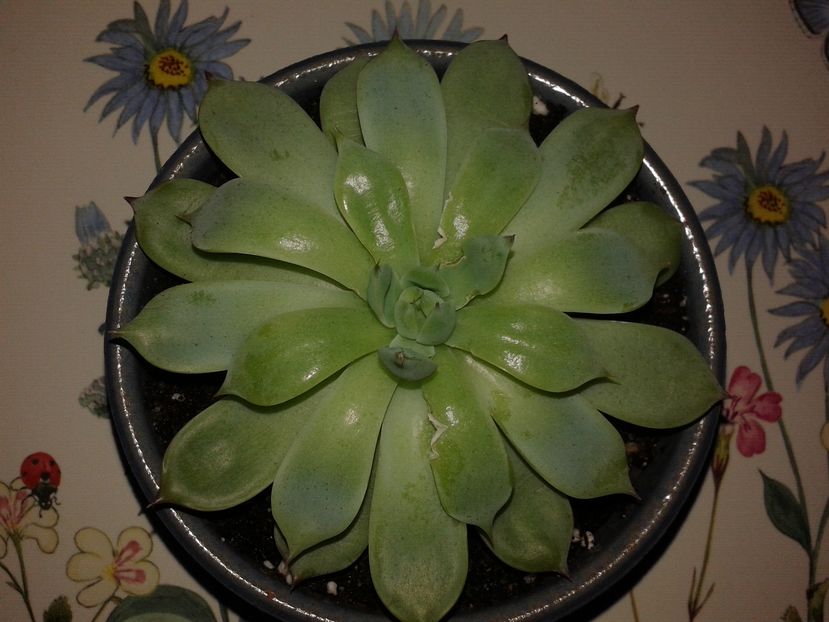 Echeveria chihuahuensis