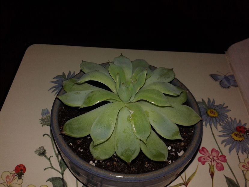 Echeveria chihuahuensis