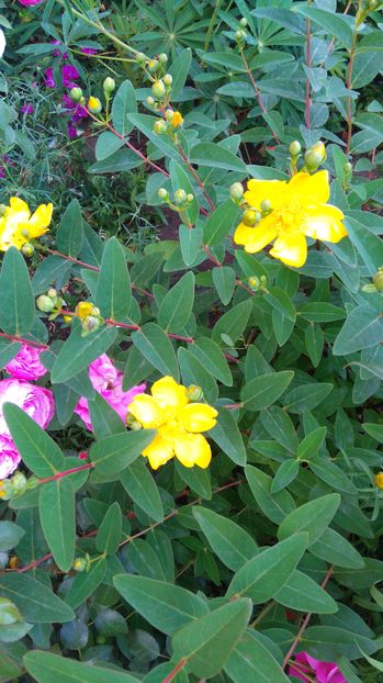 Hypericum calycinum - Plante decorative de exterior si perene disponibile