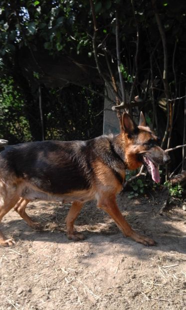  - malinoais și ciobanesc german