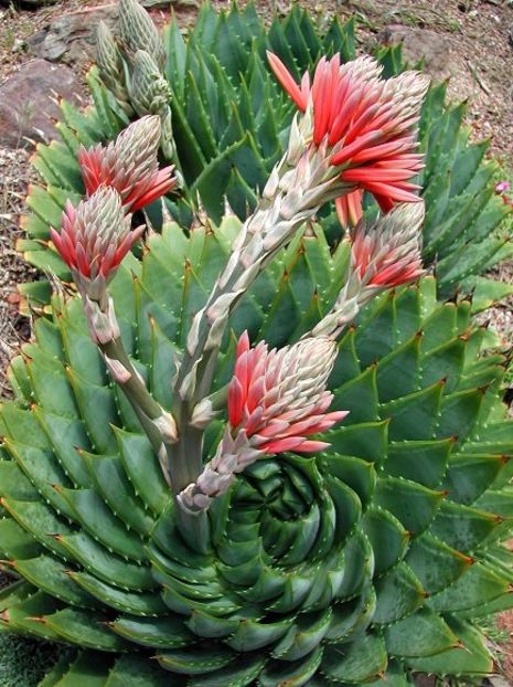 Aloe polyphylla seeds; Este un cactus care rezista pina la - 5 grade.
