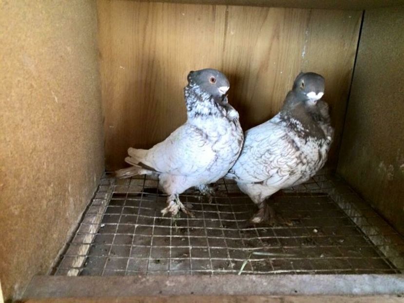  - 007 BLONDINETI PE NEGRU SI MARO