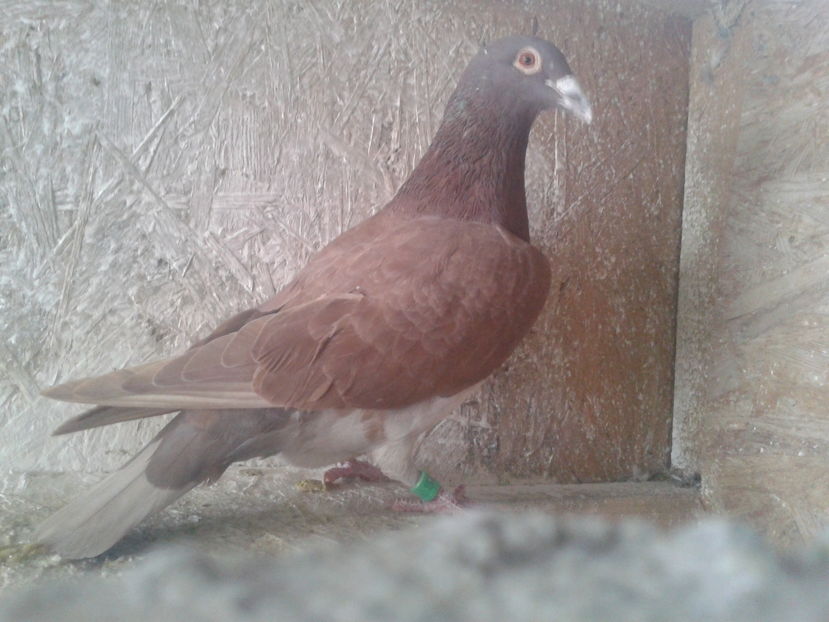 mascul -2016 - Arhiva-amintiri
