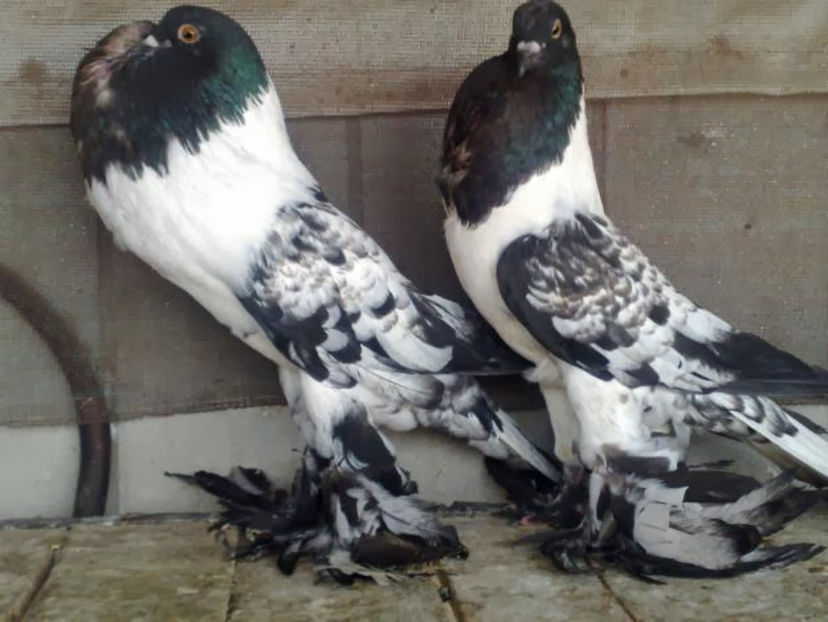 black-and-white-fancy-pigeonshd-background - Porumbei in Lume