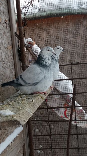  - 1 AAAB PORUMBEI STANDARD 2017