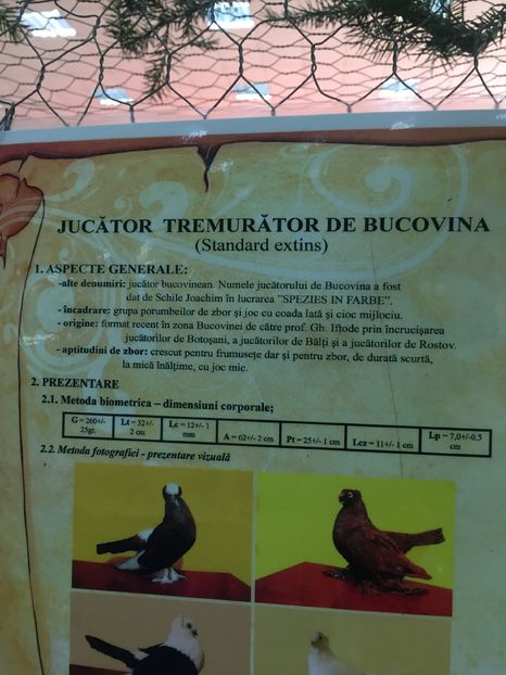  - JUCATORI TREUMURATORI DE BUCOVINA