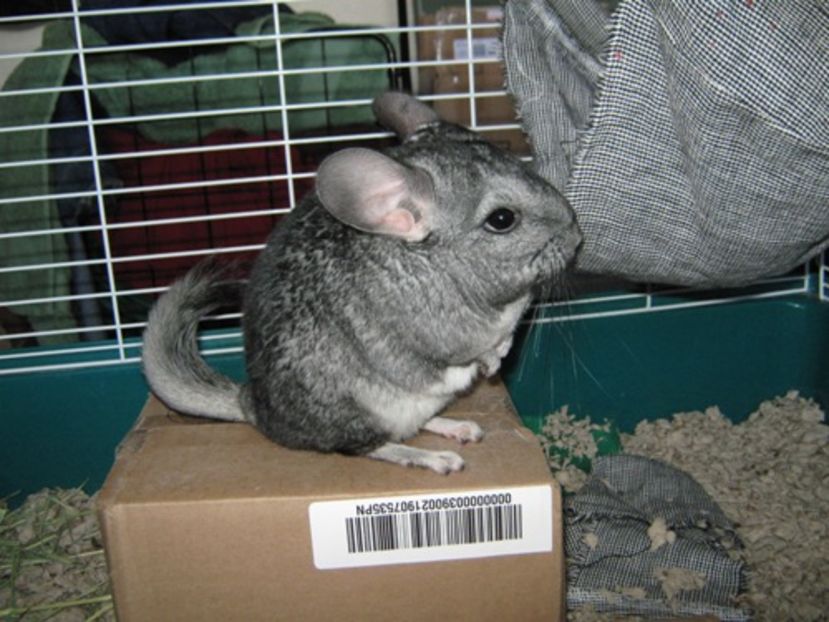 Chinchilla_lanigera_reared - Chinchila