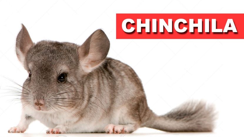 maxresdefault - Chinchila