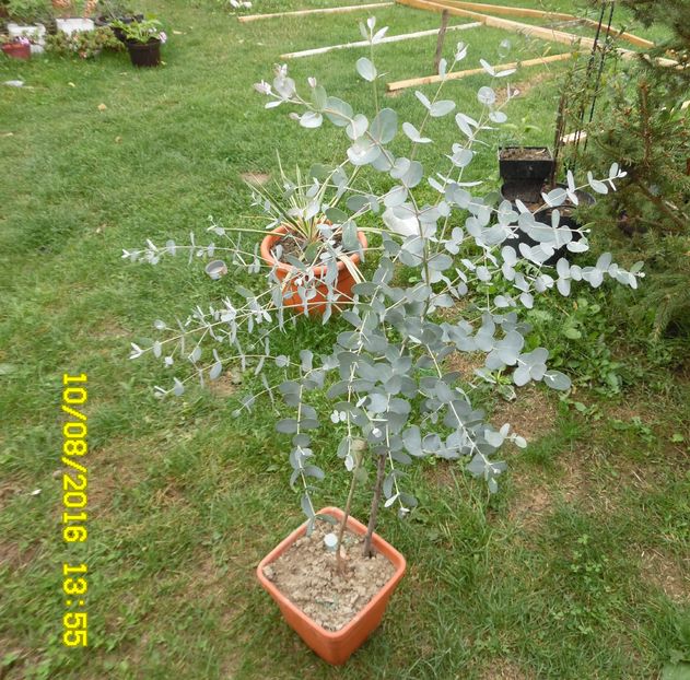 eucalipt argintiu mentolat - Exotice
