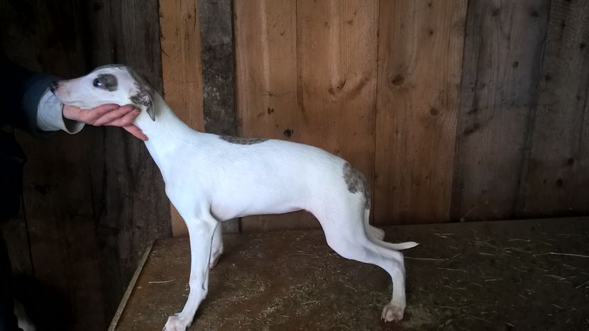  - Whippet Noua Generatie