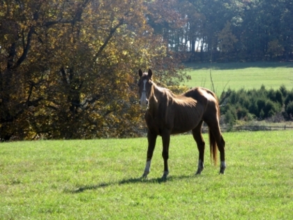 cal - Horse