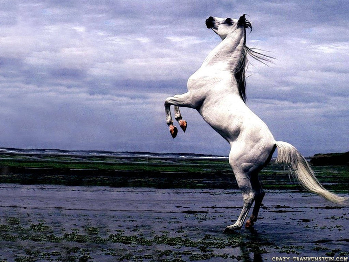 arabian-stallion-rearing-riderless-horse-wallpaper - Horse