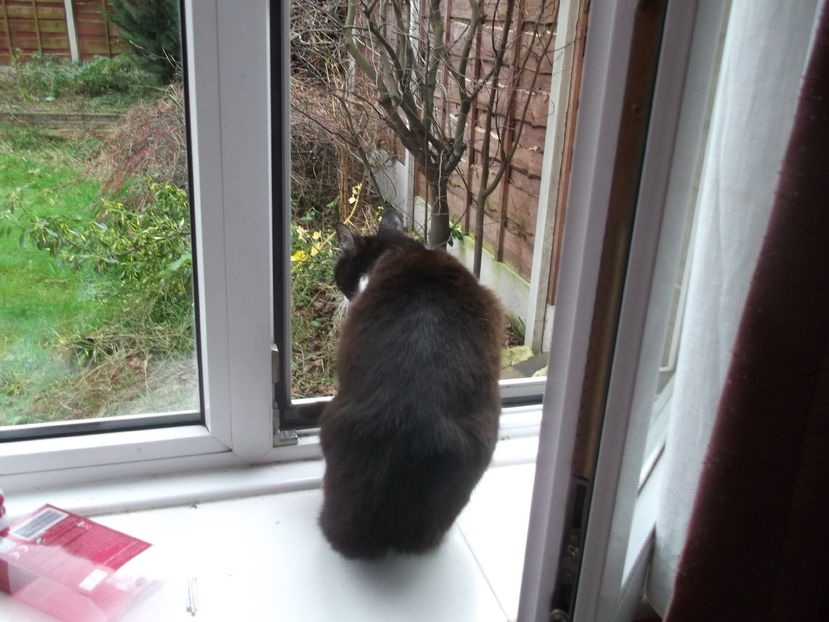 plimbare in gradina...:))