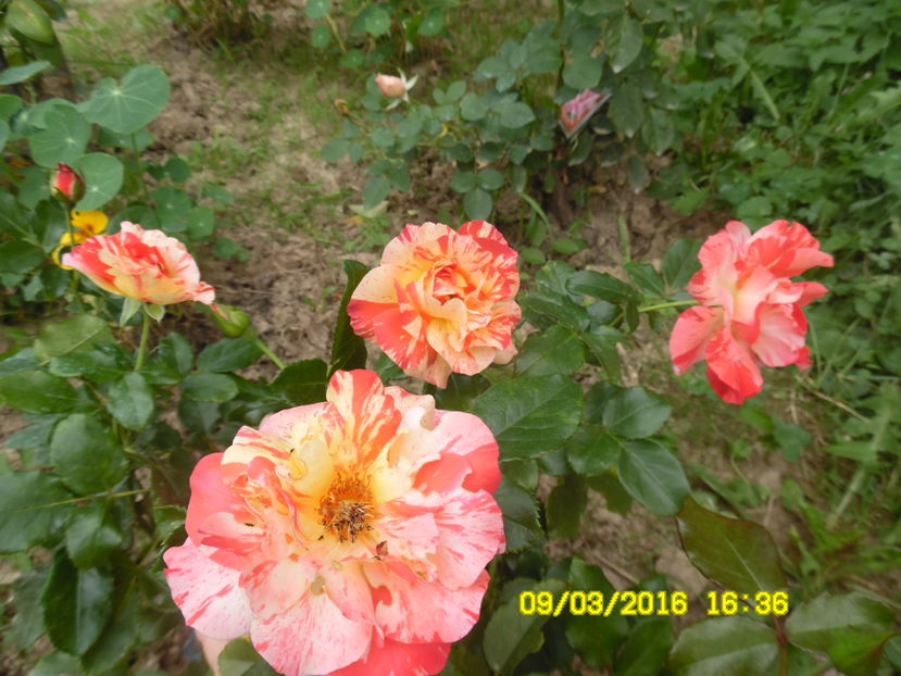 Alfred Sisley - trandafiri diverse soiuri