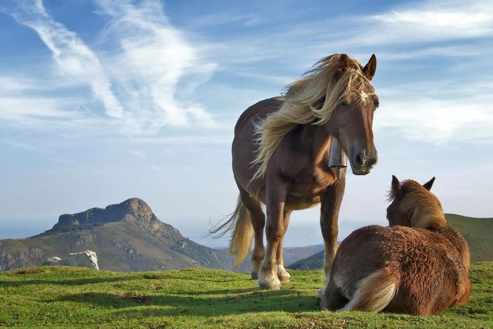 horses_1604_1440x900