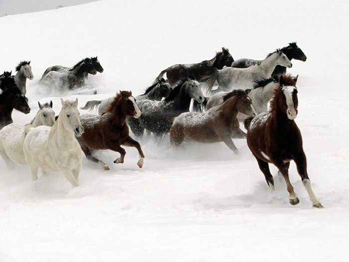 horses_on_snow - Horse