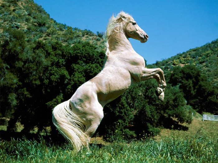 wallpaper-horse-800 - Horse