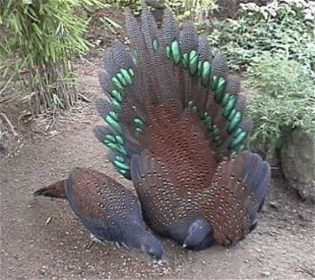 Mountain Peacock Pheasant (Polyplectron inopinatum) - Specii de fazani