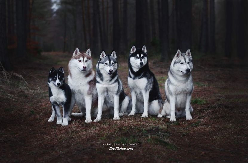 Dog-photography-lovely-cute-and-unique-pictures-by-23-year-old-czech-photographer3__880