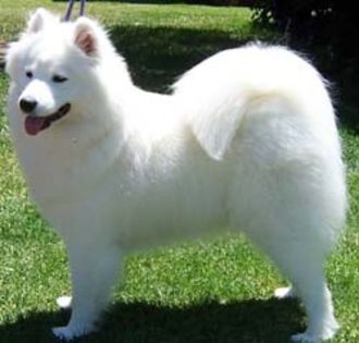 samoyede - Animale in lume