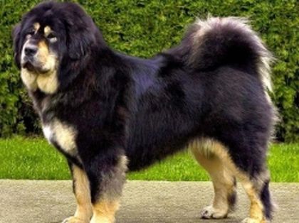 tibetanmastiff-540x405 - Animale in lume