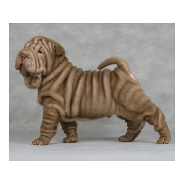 SHAR-PEI 8 Vkhimenko - Animale in lume