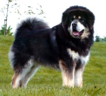 Cainii-din-rasa-Mastiff-tibetan-au-nevoie-de-exercitii-sustinute-pentru-a-se-pastra-in-forma-e126940