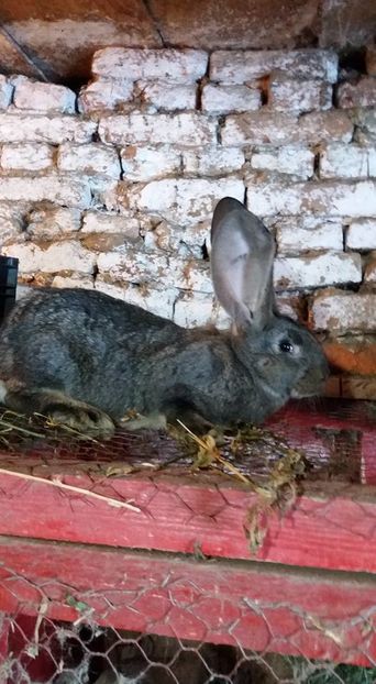 15940735_1155341434584694_2944149190233792543_n