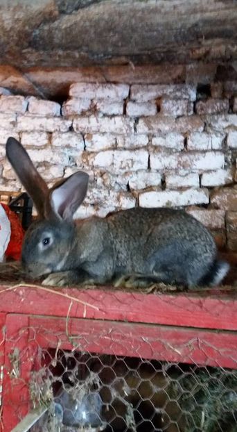 15940862_1155341621251342_8955522257891573371_n