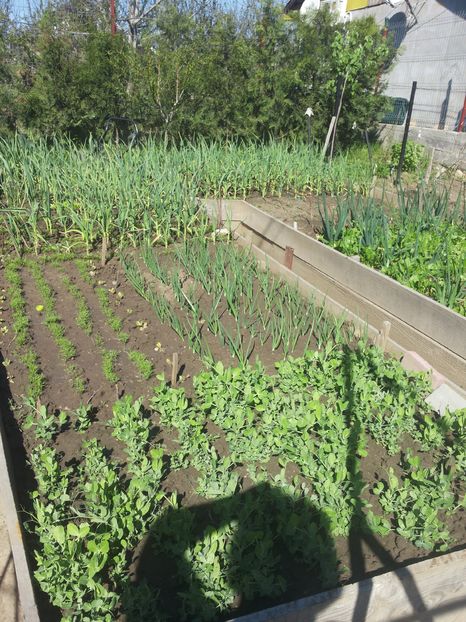  - Solar si gradinuta de legume -2016
