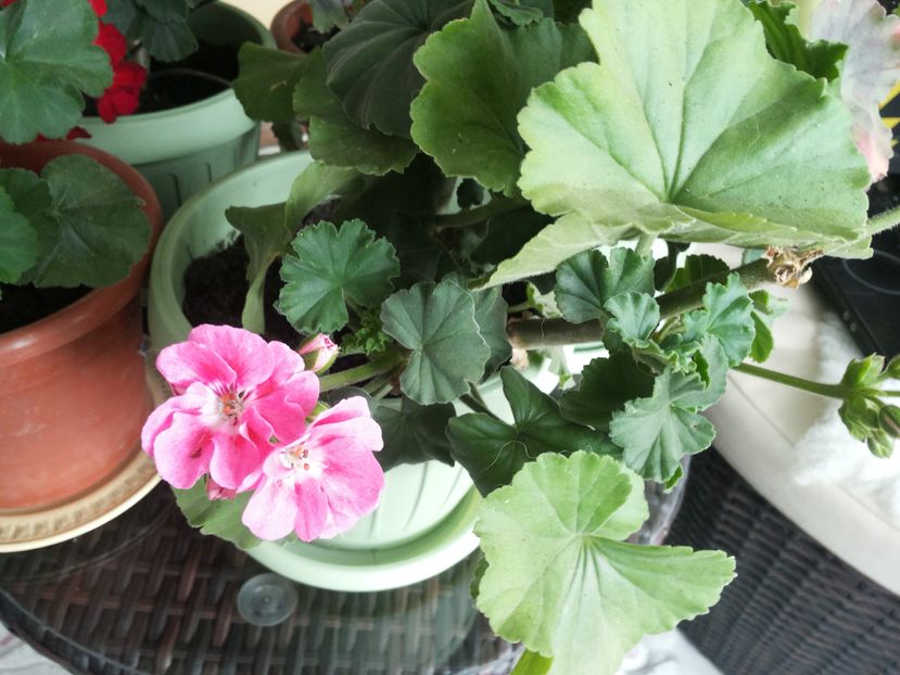 20160925_123551 - Copy