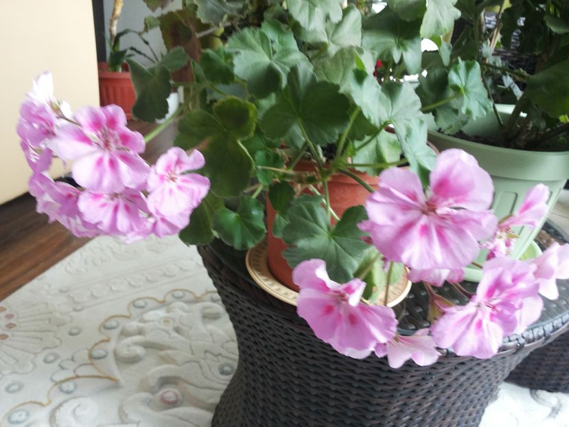 20160925_123557 - Copy