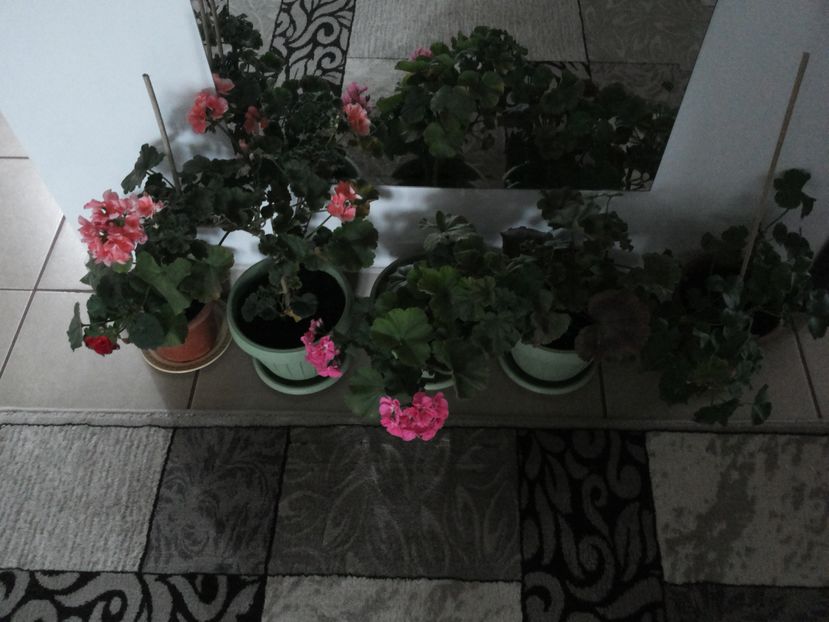 20161005_153520 - Copy