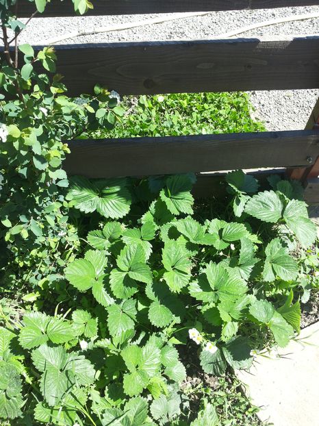 20160422_135636 - Copy; Capsuni de la turcul vecin,
