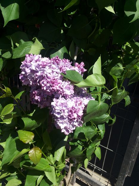 20160422_135738 - Copy