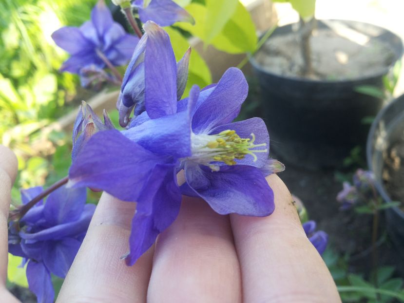  - Solar si gradinuta de legume -2016