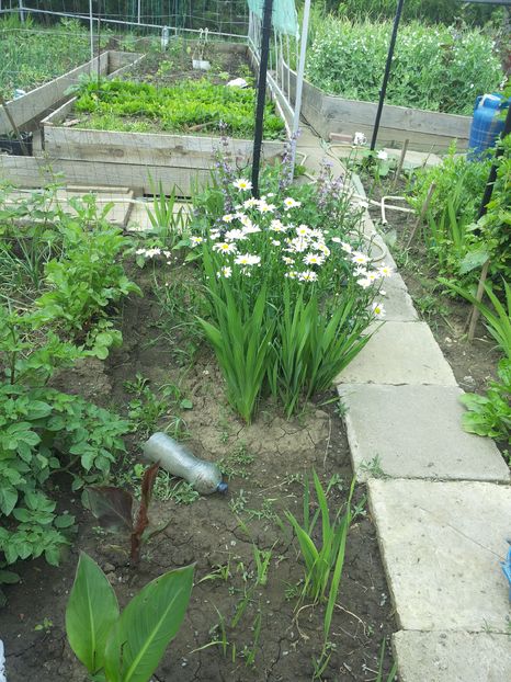 ; Margarete- adoratele mele,
